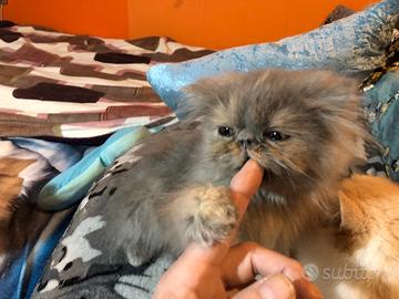 Gatto persiano tricolore blu femmina