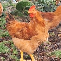 Galli di Lionata robusta e Marrans