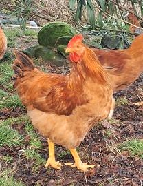 Galli di Lionata robusta e Marrans