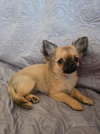 Chihuahua pelo lungo