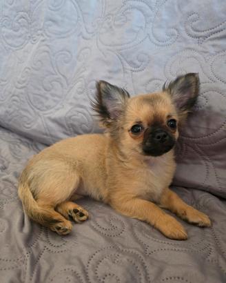 Chihuahua pelo lungo