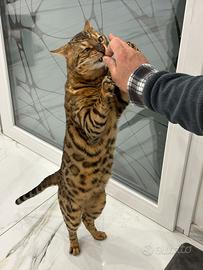 Gatto del bengala genitori visibili in foto