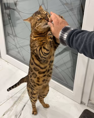 Gatto del bengala genitori visibili in foto