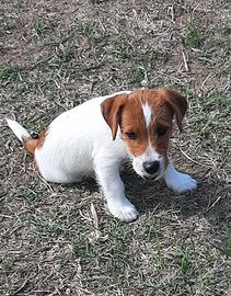 Jack russell