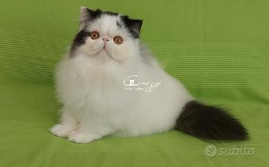 Gatto persiano