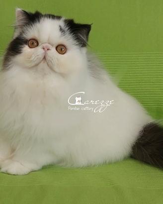 Gatto persiano