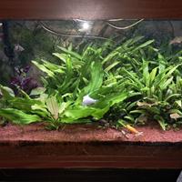 Acquario