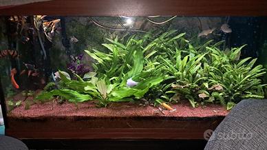 Acquario