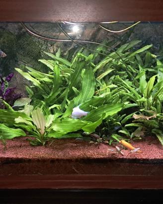 Acquario