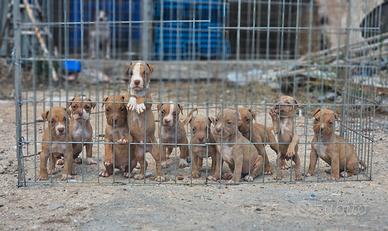 Pitbull UKC