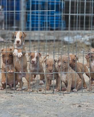 Pitbull UKC