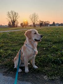 Golden Retriever per accoppiamento