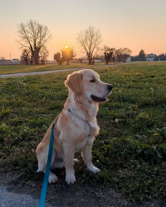 Golden Retriever per accoppiamento