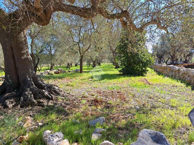 TER. AGRICOLO A CAROVIGNO