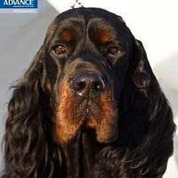 Cuccioli setter gordon
