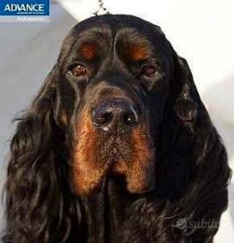 Cuccioli setter gordon