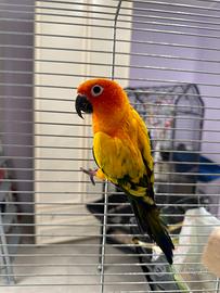 Coppia riproduttiva conuri del sole