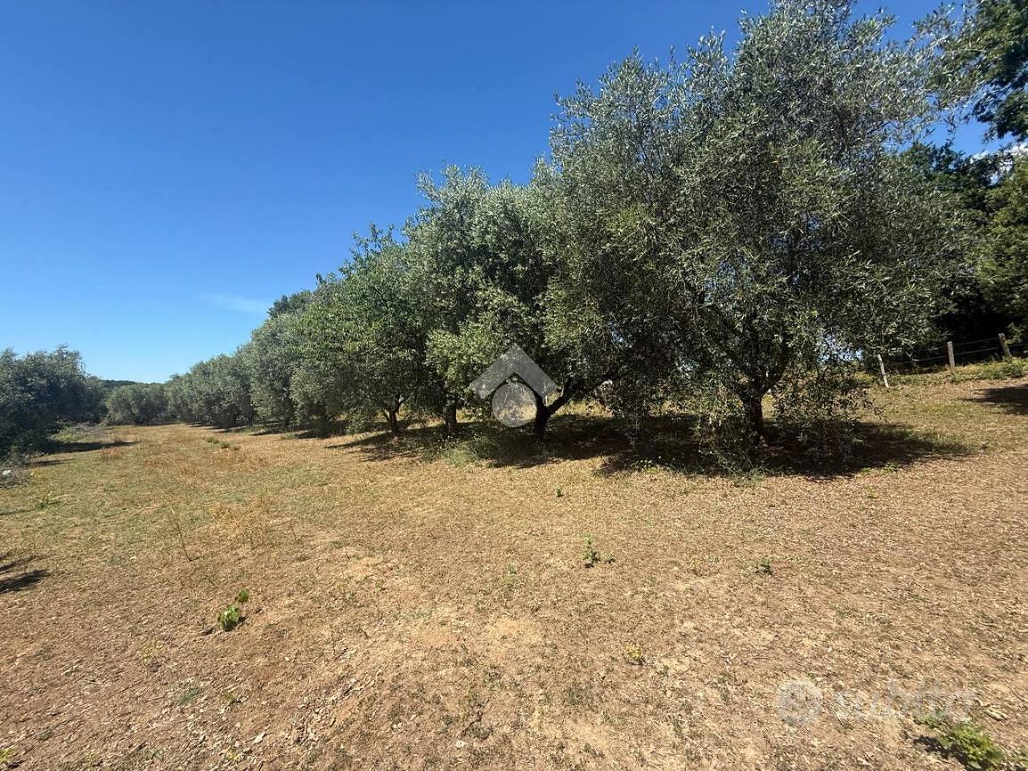 TER. AGRICOLO A CANALE MONTERANO - Vista 2