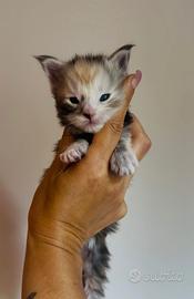 Cuccioli Maine Coon con pedigree