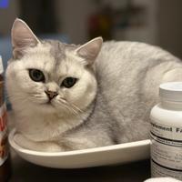 Scottish straight pedigree aperto