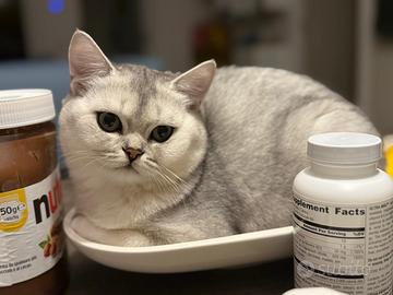 Scottish straight pedigree aperto