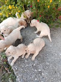 Cuccioli Golden retriever
