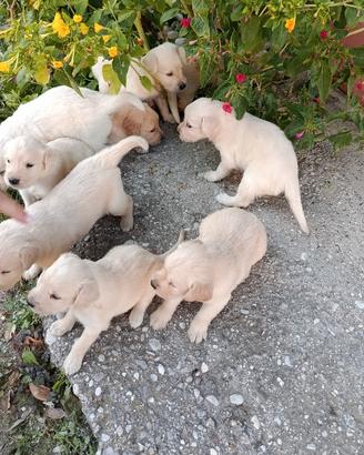 Cuccioli Golden retriever
