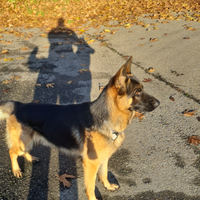 Pastore tedesco disponibile per monta