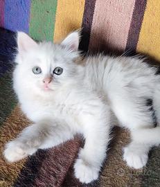 Cucciola ( femmina ) simil Siberiano