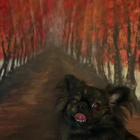 Chihuahua thailandese per accoppiamento