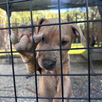 Cuccioli Pitbull Ultimi