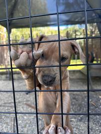 Cuccioli Pitbull Ultimi