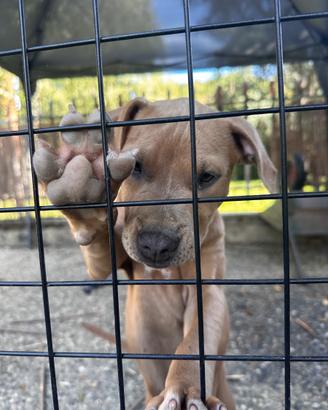 Cuccioli Pitbull Ultimi