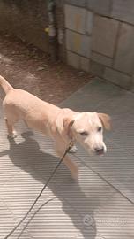 Cucciolo di 4 mesi