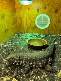 Tegu argentino