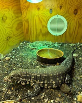 Tegu argentino