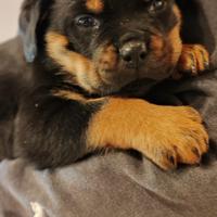 Rottweiler stupendi