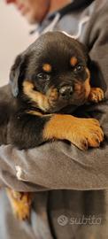 Rottweiler cuccioli stupendi