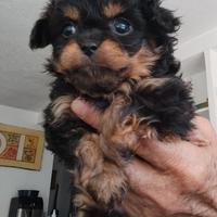 Chichuachua x barboncino mini mini