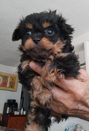 Chichuachua x barboncino mini mini