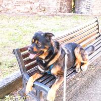 Adozione cane di grande taglia