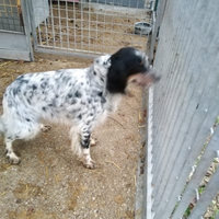 Setter inglese femmina