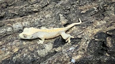 Ciliatus