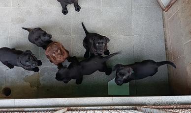 Cuccioli Labrador Retriever