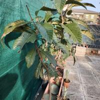 Piante in vaso di nespoli, melograno, fichi, agave