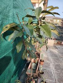 Piante in vaso di nespoli, melograno, fichi, agave