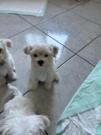 Maltese toy