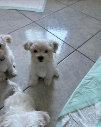 Maltese toy