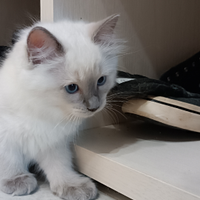 Cuccioli ragdoll