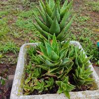 piante di Aloe brevifolia